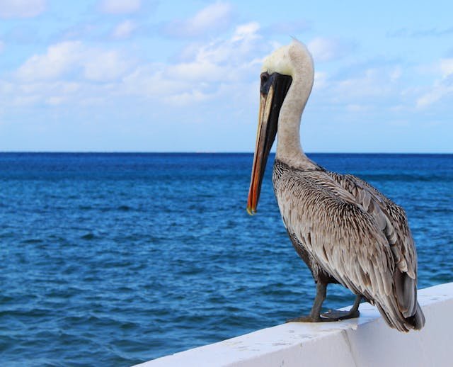 Pelican Thoughts